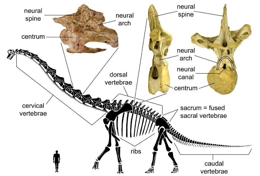 The vertebrae of sauropods were lightly built.