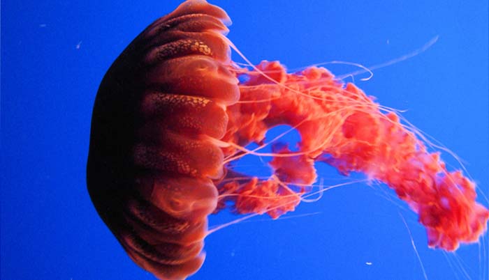 SEA NETTLE 