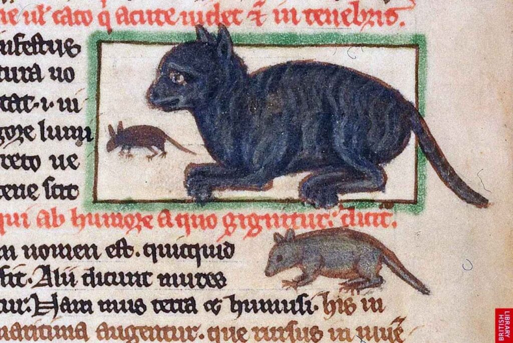 The black cat myth History and origin of its bad reputation