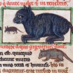 The black cat myth History and origin of its bad reputation