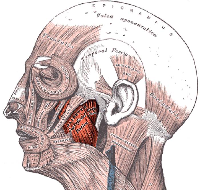 The masseter.