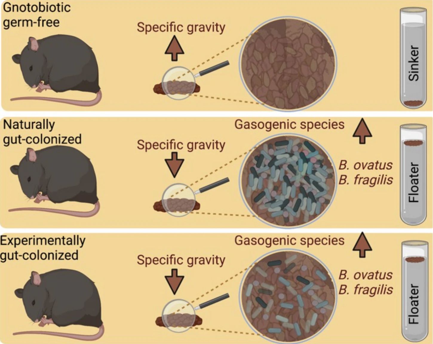 why some poops float while other sink