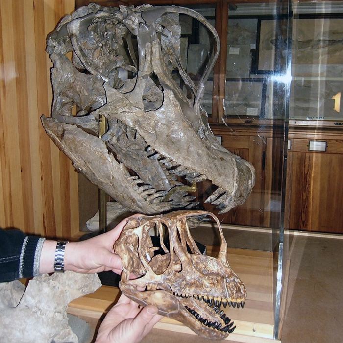  skull of Giraffatitan and Europasaurus in comparison.