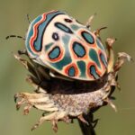 The variety of bugs One of the most diverse animals on Earth