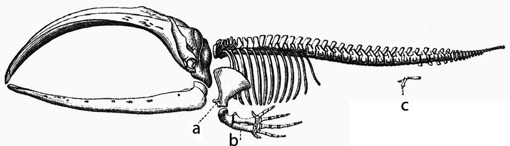 Whales still have remnants of a pelvic girdle, pictured here under C.