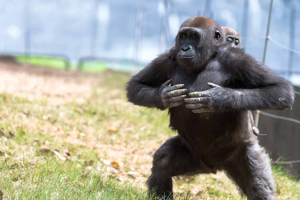 Why Do Male Gorillas Beat Their Chests