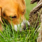 Why do dogs eat grass All the possible reasons