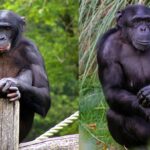 bonobo vs chimp