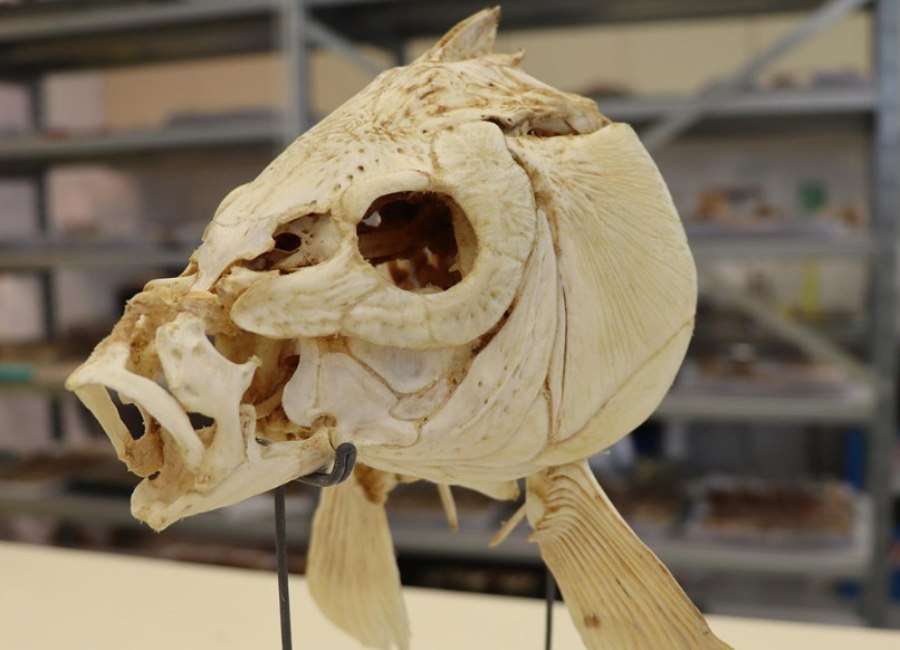 carp skull