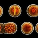 cell-division