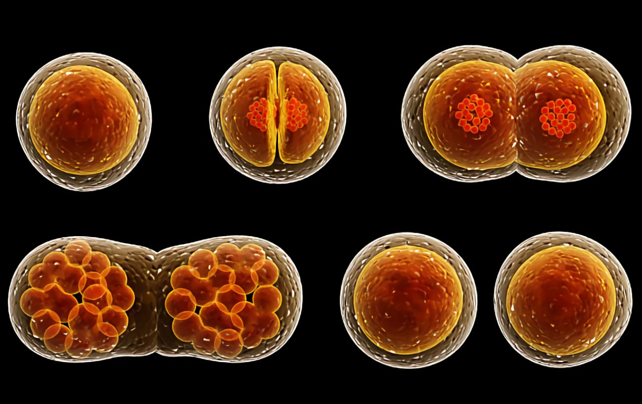 cell-division