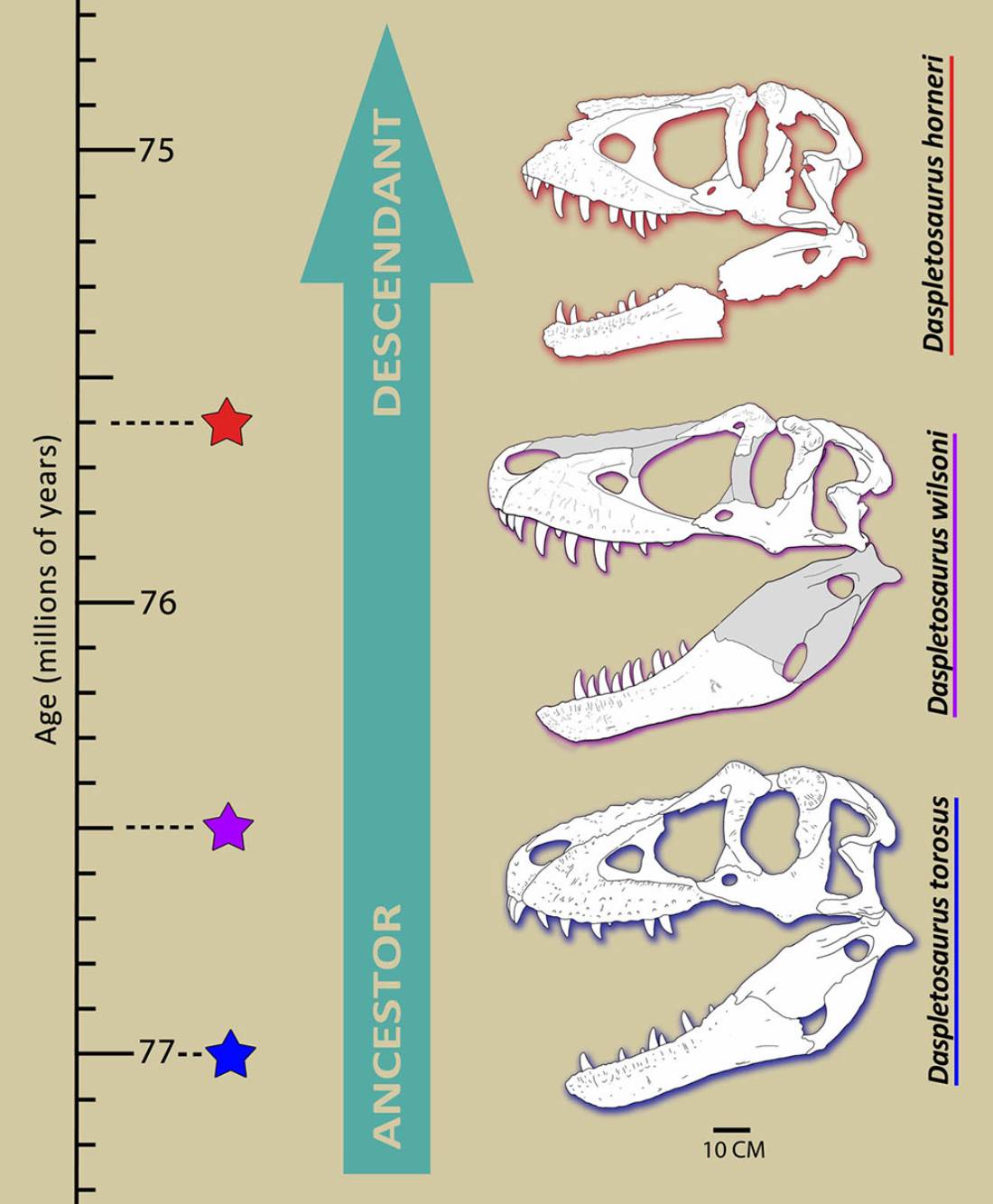 Connecting the dots between Daspletosaurus wilsoni and both D. torosus and D. horneri, which are known as Daspletosaurs.