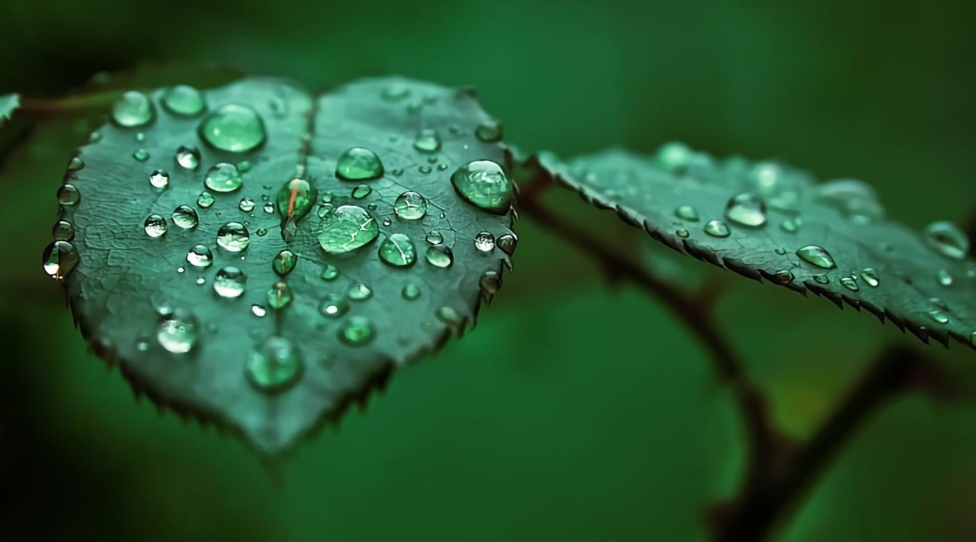 dew point plant leaf