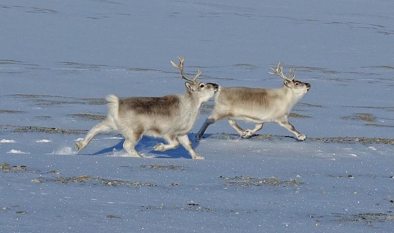 Dwarf subspecies of reindeer