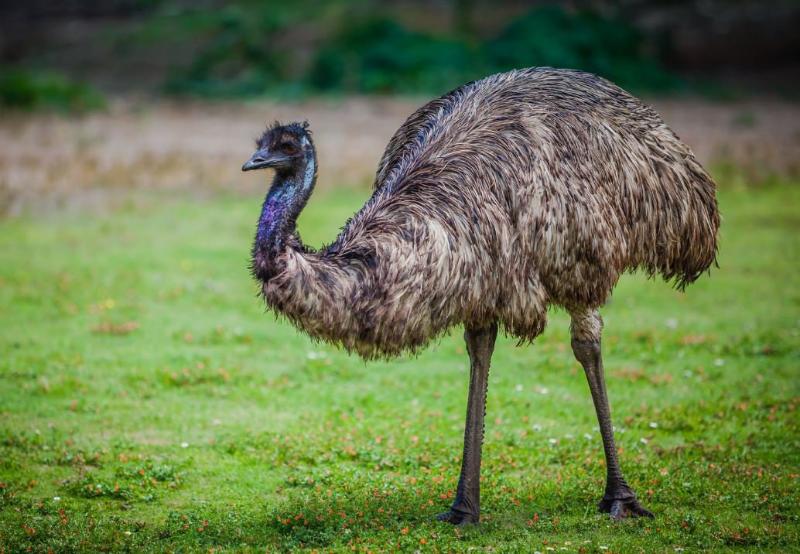 The wings of the emus atrophied in the course of regressive evolution