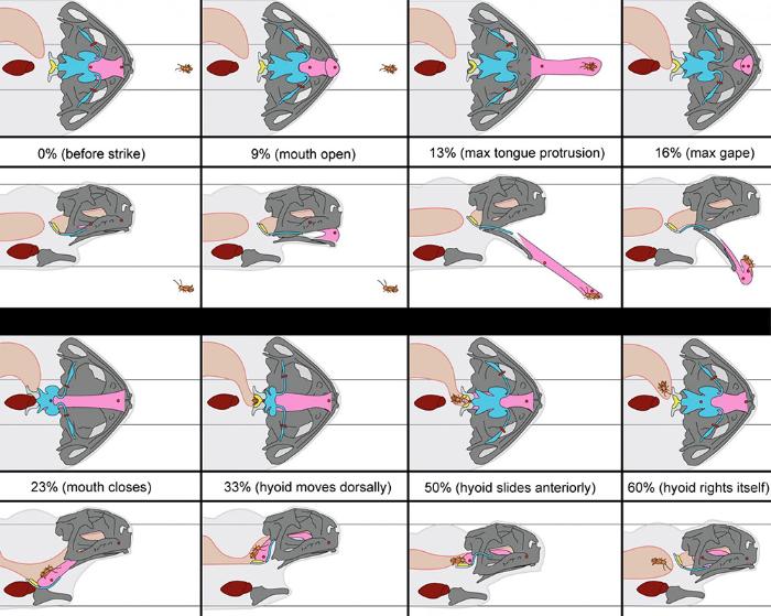 How Frogs Catch and Swallow Their Prey