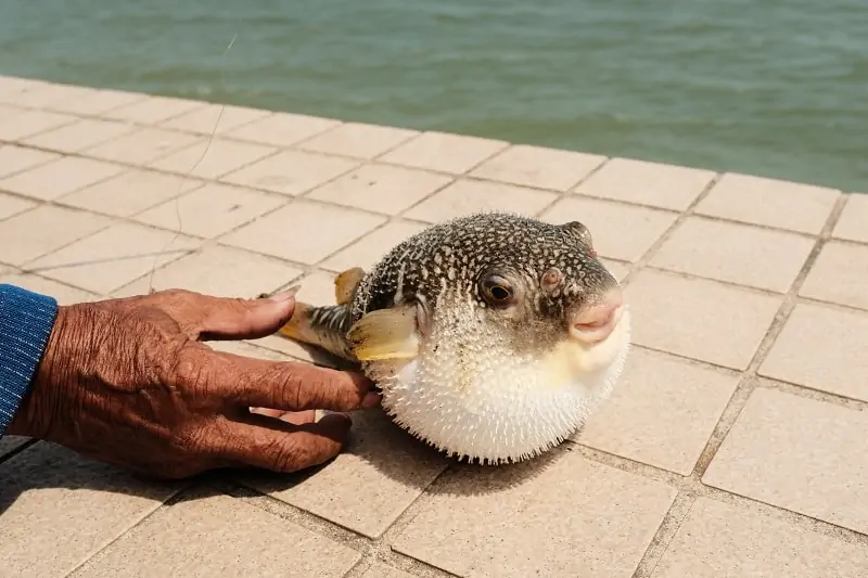 fugu fish