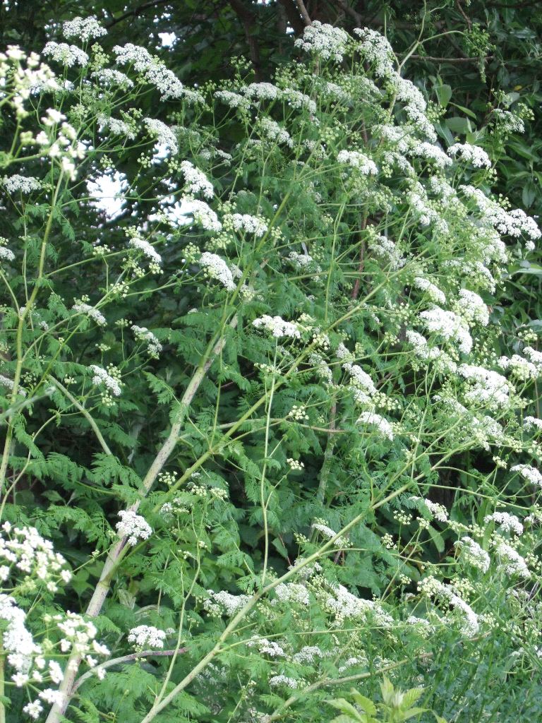 Poison hemlock