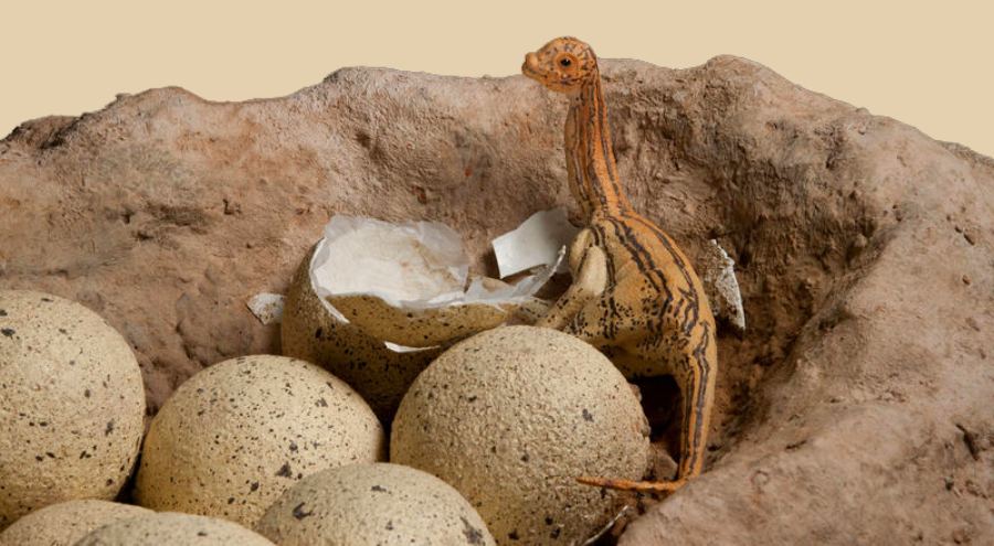 sauropod dinosaur egg baby