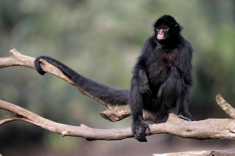 Similar to this spider monkey, our early ancestors found support in the trees with their tails. 