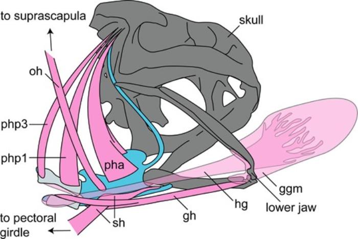 toad tongue hyoid