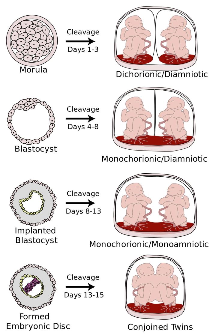 Gemini can share the amniotic sac and placenta in several ways.