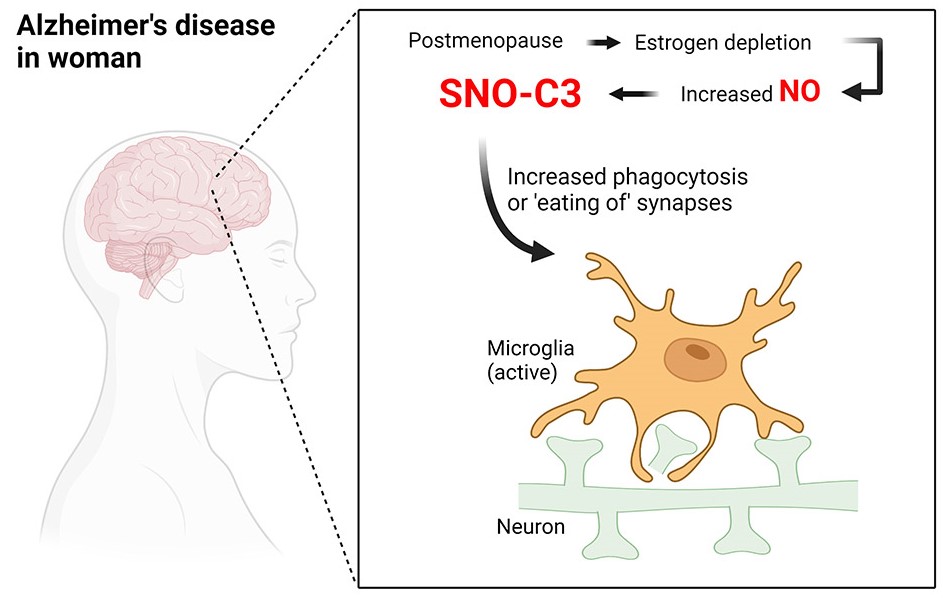 Alzheimers disease c3 protein