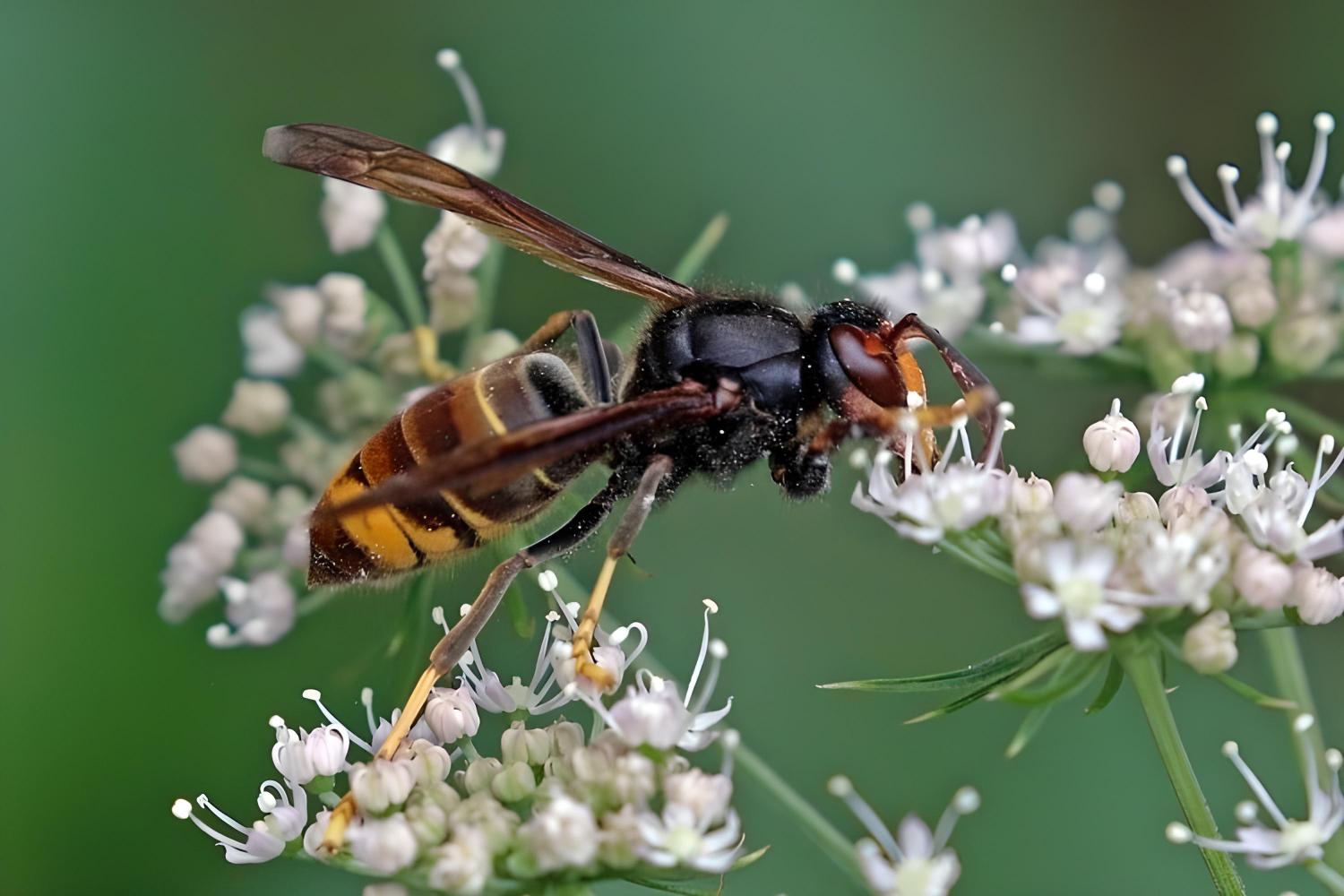 Asian_hornet_(Vespa_velutina)