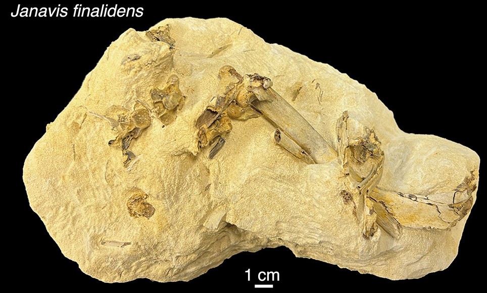 
The 66.7 million year old bird fossil was so entombed in rock that only with the aid of modern imaging could its features be seen.