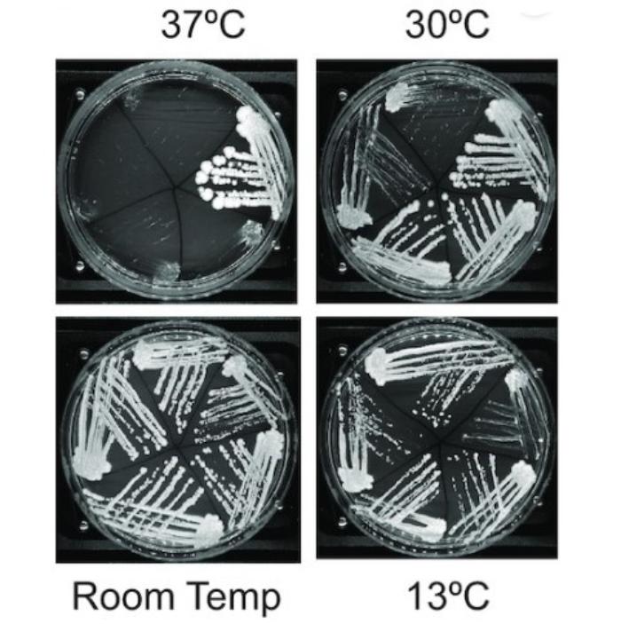 Identification and growth of S. eubayanus isolates.