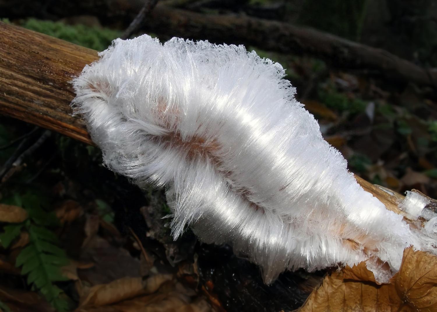 Hair Ice: How It Forms and Why It's So Fascinating - Malevus