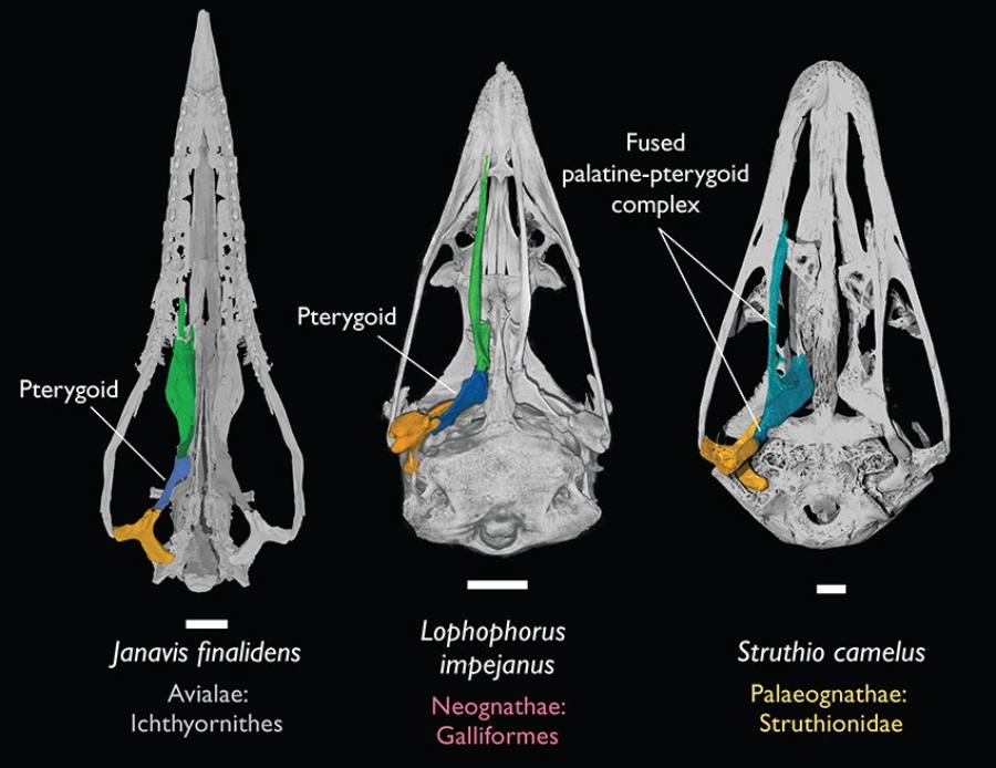 Jaw and skull of a Paleognathian ostrich and a Neugnathian pheasant from the Cretaceous period, Janavis. 