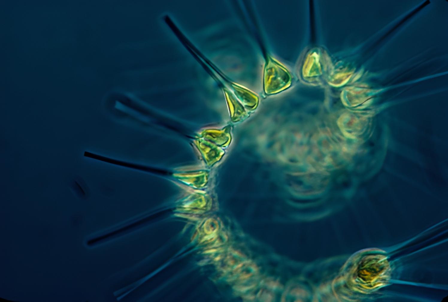 Phytoplankton