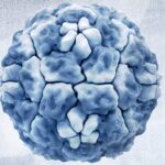 Rhinovirus common cold virus