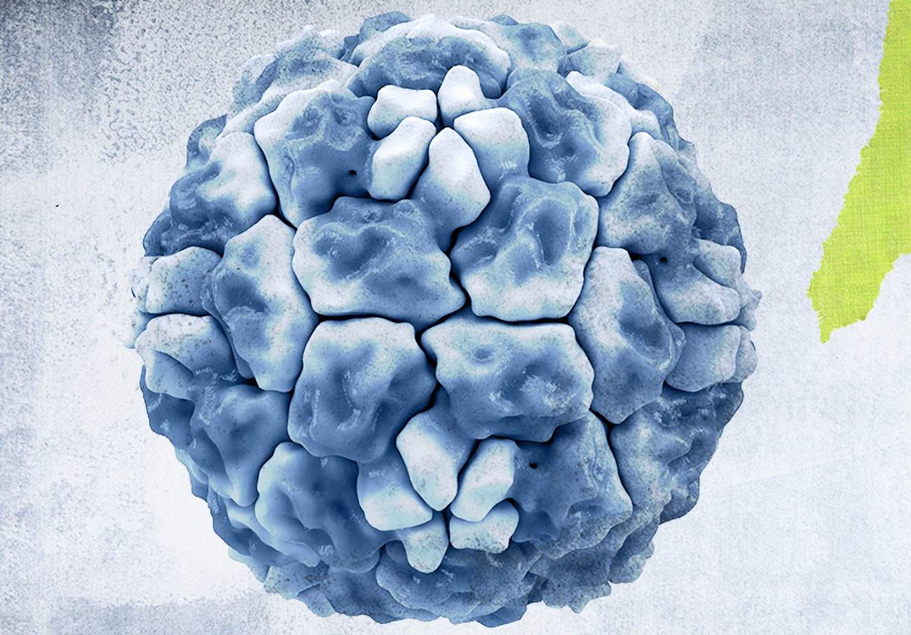 Rhinovirus common cold virus