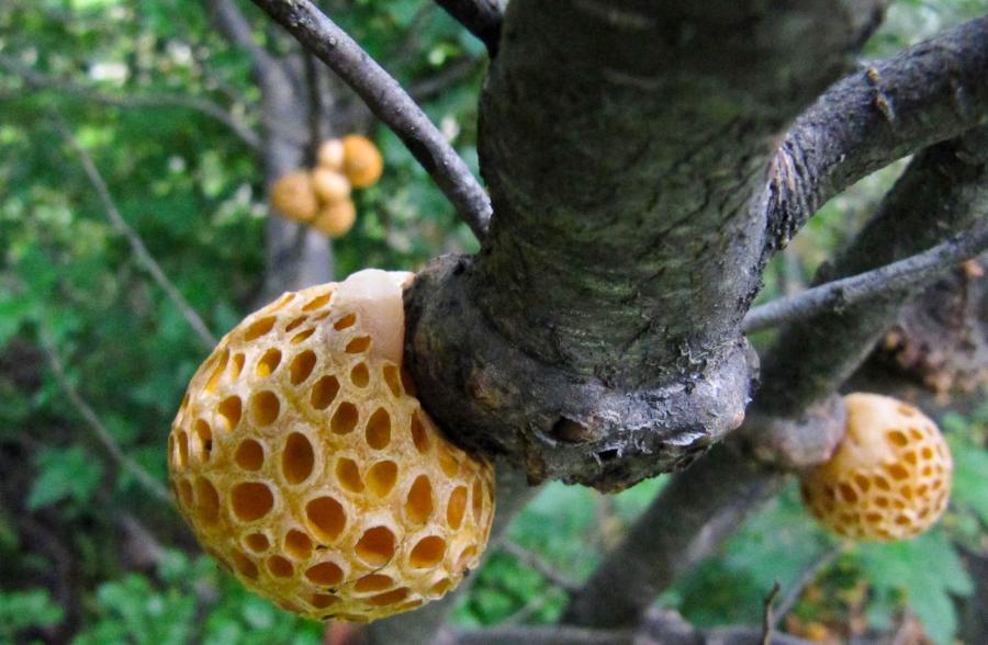 The galls from the Patagonian are one of the breeding grounds for the hybrid yeast Saccharomyces eubayanus used to ferment lagers and cold-brewed beers.