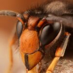 asian hornet