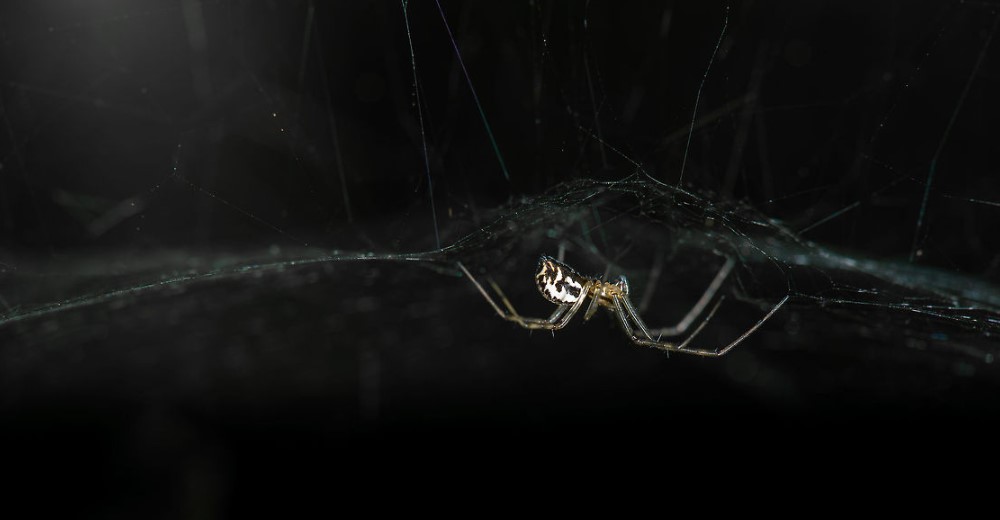 Frontinellina frutetorum, the flying spider of the Linyphiidae family