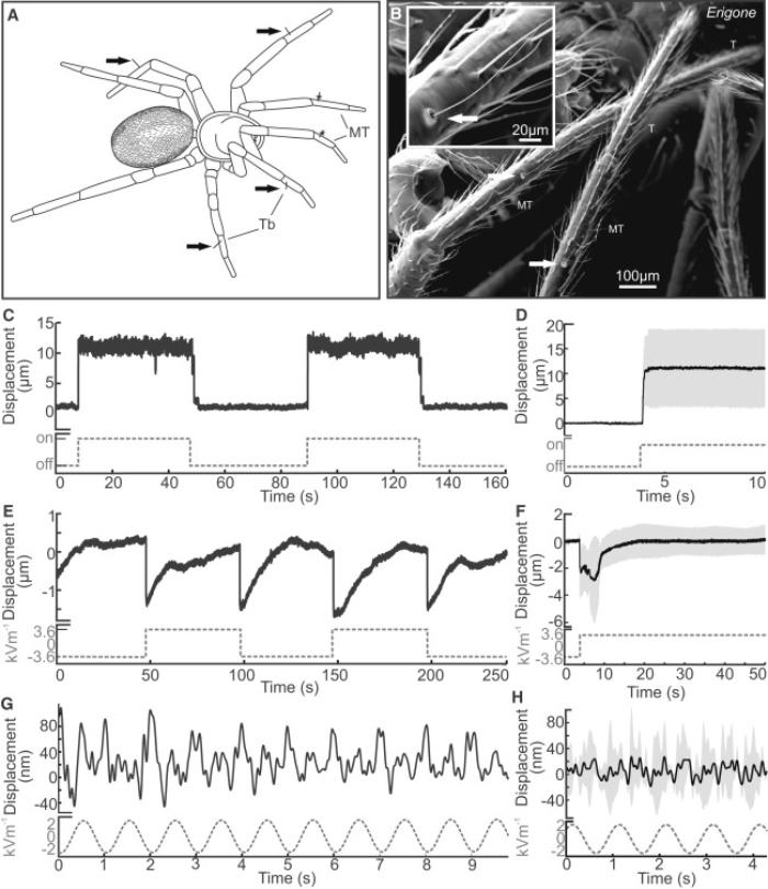 The displacement of spider trichobothria via mechanical means.