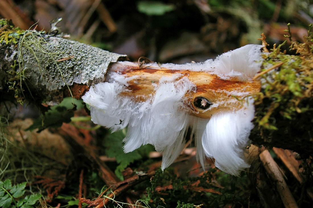 Hair ice expands to the surface when the outermost layer of bark has broken loose, exposing intermediate sections and filling the void created by the channels in the wood, which only extend so far below the bark.