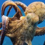 Why octopuses have such a large brain