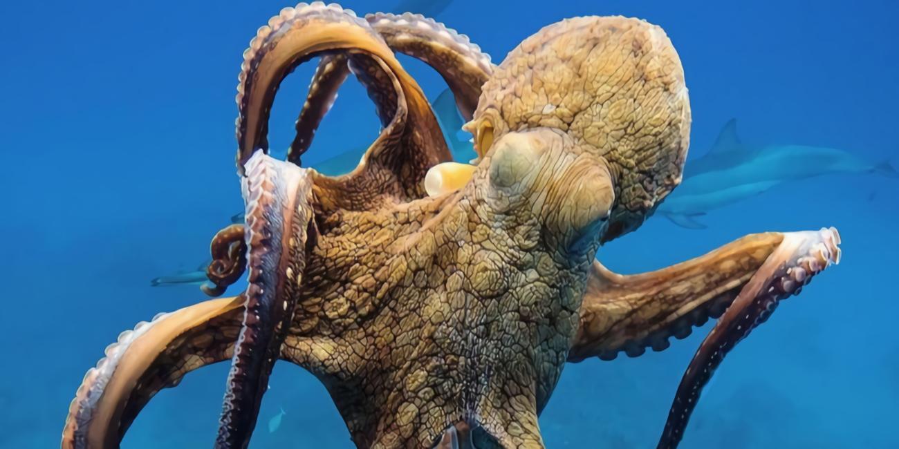 Why octopuses have such a large brain