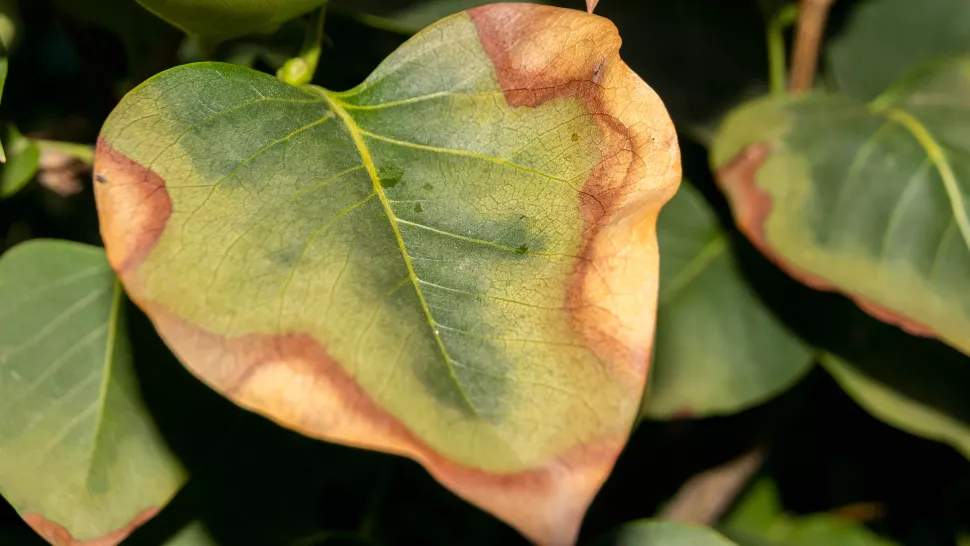 A sunburned leaf 