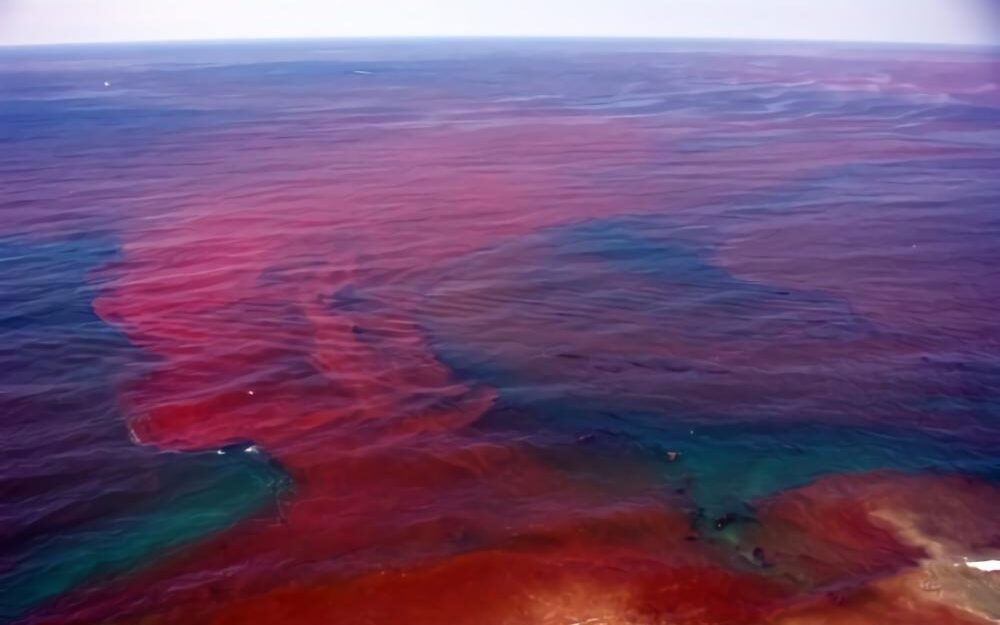 red Algal bloom edited