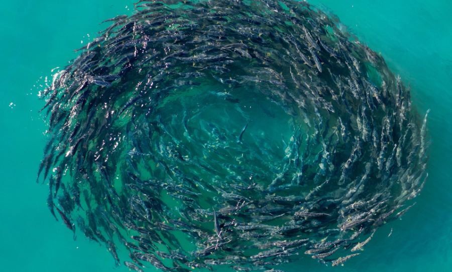 A school of fish swimming in a loop. What seasick fishes would do.