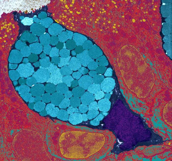 Goblet cells. Mucous membranes that are allowed to cool down create fewer "decoys" for cold viruses. 