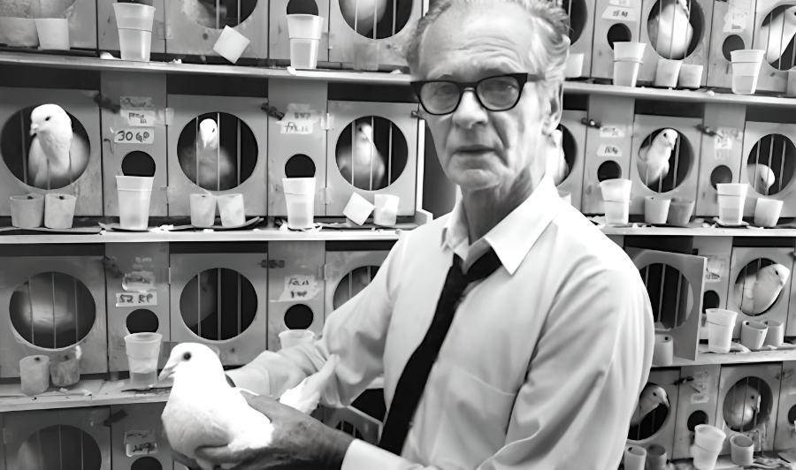 Pigeons are sent off to a low-stimulation lab setting called a Skinner box, named after the psychologist who created it, B. F. Skinner (1904–1990).