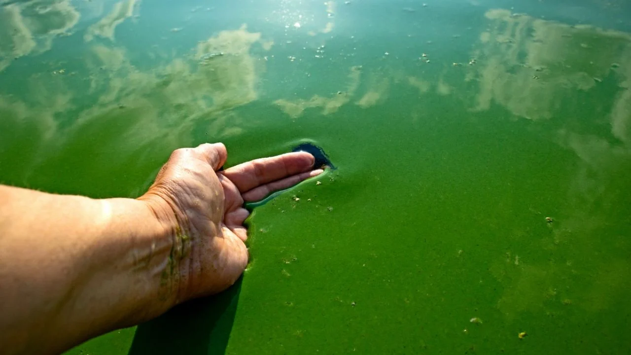 Toxic algae thrive in summertime