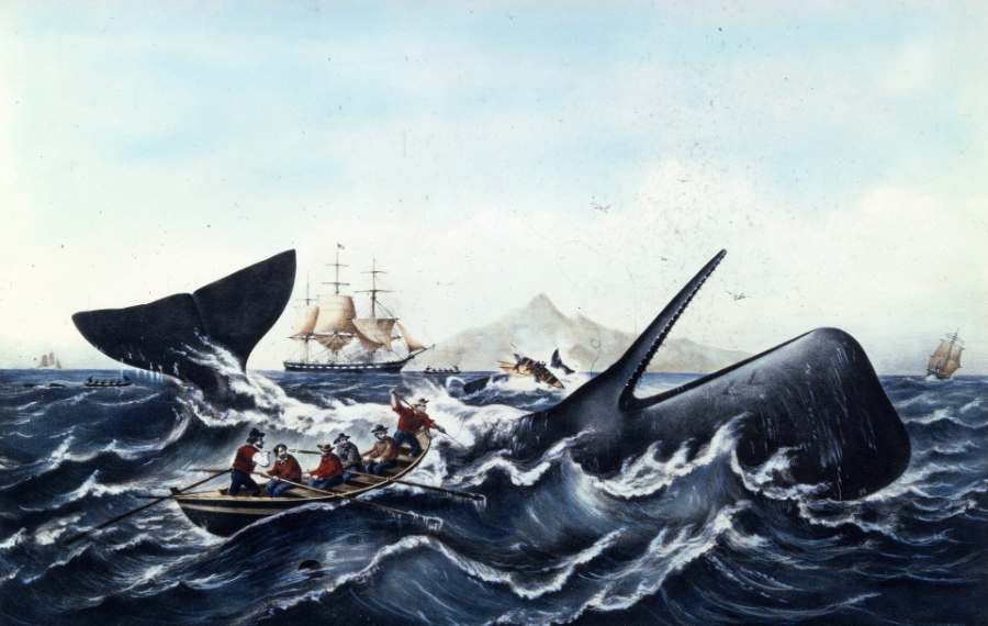 WHALES AND HUNTING
