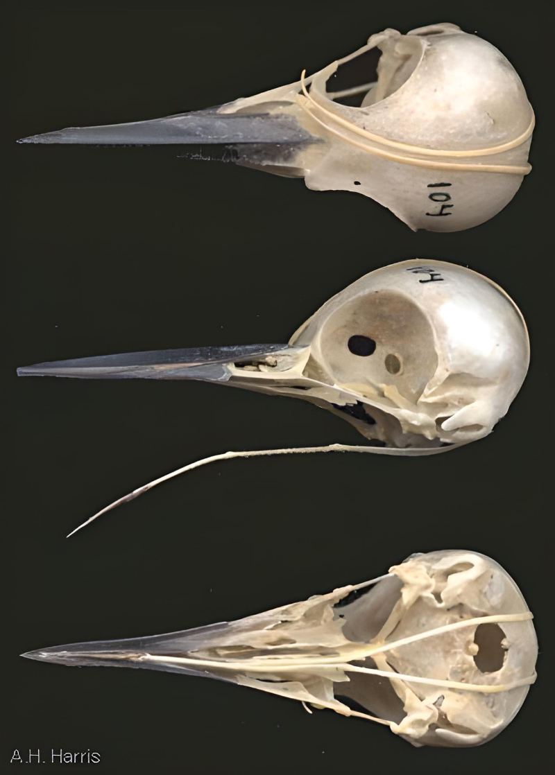 detailed head skeleton images of a Woodpecker